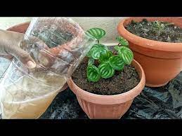 Pin En Jardin