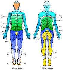 Myotome And Dermatome Chart Google Search Spine Health