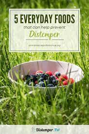 5 Everyday Foods That Can Help Prevent Distemper Everyday Food Immune Boosting Foods Food