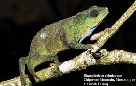 Image result for Rawsonia burtt-davyi