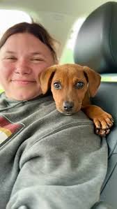 Petunia is a sweet and silly 4 month old puppy ready to find her forever  family! We are in Cornwall, Connecticut. For more info or to fill out an  adoption application go to littleguild.org, #adopt ...