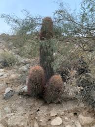 Check out our old man cactus selection for the very best in unique or custom, handmade pieces from our craft supplies & tools shops. This Cactus We Ran Across In The Middle Of The Desert In Mexico Funny