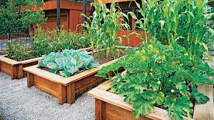 A yard in front of a house. Veggies Up Front Sunset Magazine