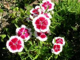 A perennial plant or simply perennial is a plant that lives more than two years. Dianthus Barbatus Sweet William World Of Flowering Plants Australian Flowers Plants Dianthus Barbatus