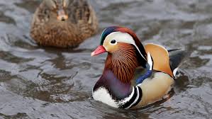 Create your breeder listing now! Mandarin Duck Escapes Newmarket Ont Farm Becomes Hit In Town Ctv News