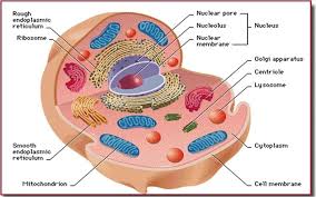 Maybe you would like to learn more about one of these? Plant Cell Labeled For Kids Drawing Free Image Download