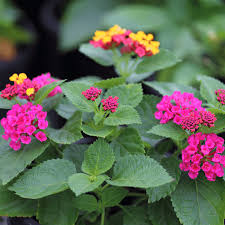 Image result for Lantana camara