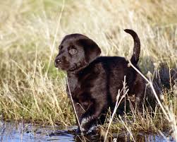 Our primary focus in breeding is to produce pups with sound genetics, good temperaments, that are also gorgeous! Rolls Akc Lab Puppies Home Facebook