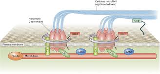 Plant cell expansion and plant hormones. New Phytologist On Twitter Handedness In Plant Cell Expansion A Mutant Perspective On Helical Growth Buschmannhenrik Tansleyreview Https T Co Apfynnpfgh Https T Co Tv0doccif6