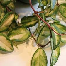 We did not find results for: Hoya Carnosa Krimson Princess H9 Hoya Store Australia