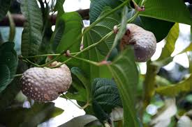 Image result for Dioscorea cayenensis