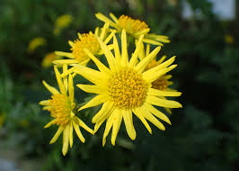 Image result for Chrysanthellum indicum