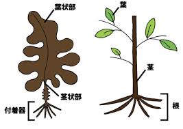 海藻には 根っこや茎や葉っぱはあるの どこから栄養をとっているの Okagesama おかげさま