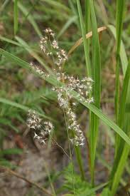 Image result for Melinis repens