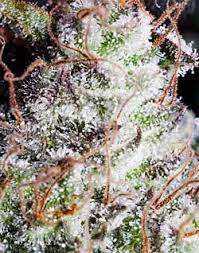 How To Increase Thc When Growing Weed | Grow Weed Easy