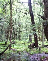 Image result for Sorghastrum fuscescens