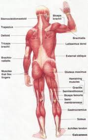 Maybe you would like to learn more about one of these? Image Result For Posterior Chain Muscles Muscle Anatomy Muscle Diagram Muscle