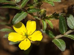 Image result for Tribulus terrestris