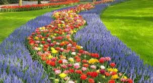 Il periodo esatto dipenderà ovviamente dall'epoca del trapianto, dalla varietà scelta e dalle vostre condizioni di. Olanda Bagno Di Tulipani Al Keukhenof Il Parco Che Apre Solo 60 Giorni All Anno