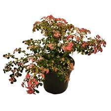 Image result for Pilea microphylla