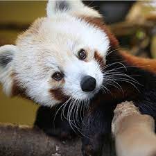 Zoo knoxville is the beginning of a beautiful and wildly fun adventure! Private Access Zoo Knoxville S Circle Of Friends