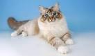 Birman Cat Breeders Near Me - Cat Kingpin