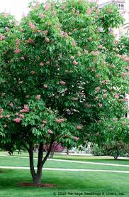 Horse chestnuts are big trees with powerful roots; Sooner Plant Farm