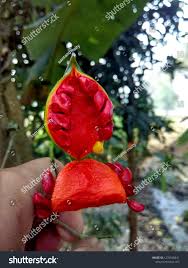 Image result for Tabernaemontana odoratissima