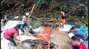 Seperti yang terlihat di kawasan kali seng, kelurahan kali yang membelah wilayah pemukiman di kawasan tersebut dipenuhi ratusan ikan nila. Nuba Orang Dayak Tradisi Unik Mencari Ikan Youtube
