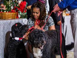 Bo was a gift from sen. Wzvyy19ef2q4wm