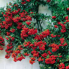 25 Scarlet Firethorn Pyracantha Coccinea Bush Shrub Flower Etsy In 2021 Bushes Shrubs Shrubs Plant Spacing