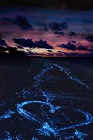 Bioluminescent Beach Puerto Rico Fajardo Bio Bay Fajardo Puerto Rico So Doing This Sea Of Stars Places To Travel Places To See