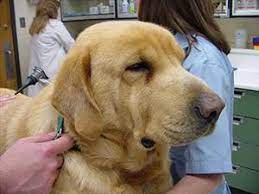 But half of all cancers are curable if caught early, experts say. Hypothyroidism Is The Most Common Hormone Imbalance Of Dogs Veterinary Partner Vin