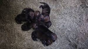 When red wolf mom (veronica) took a few minutes for herself, pandemonium ensued! Red Wolf Gives Birth To 8 Rare Pups At Zoo Knoxville Durham Herald Sun