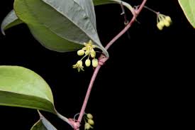 Image result for Smilacaceae