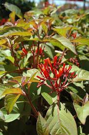 Best shrubs with red or orange flowers. Scarlet Bush Calloway S Nursery
