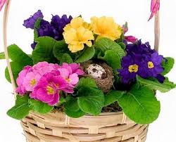 Image result for ‫نگهداری گل پامچال‬‎