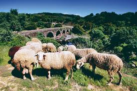 Ovejas — Piensos de calidad para ovejas — De Heus nutrición animal ...