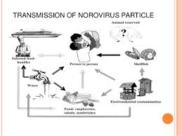 You can get norovirus by: Molecular Detection Of Norovirus Gi And Gii Genotypes From Children L