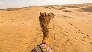 Läs också mer om jodhpurs historia genom att upptäcka palats och museum inuti mehrangarh fort. Camel Safari Day Tour In Jodhpur By Balaji Forex Tours Travels Bookmundi
