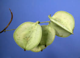 Image result for Dioscoreaceae