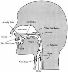 Vocal Organs Phonetics Phonology Speech Language Therapy