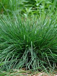 Image result for Deschampsia