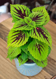 Image result for Coleus meyeri