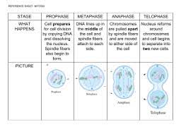The mitosis division process has several steps or phases of the cell cycle—interphase, prophase, prometaphase, metaphase, anaphase, telophase. Mitosis