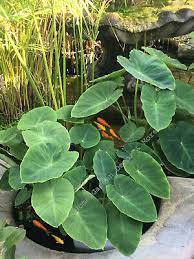 Submerge the plant into the pond at an angle to let bubbles escape. 15 Green Taro Elephant Ear Water Lily Bulbs Roots Pond Plant Edible Poi Ebay