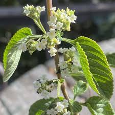 Image result for Lippia woodii