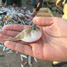 Haber Denizde - Balon balığı siyanürden 200 kat daha zehirli