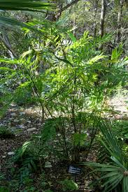 Image result for Chamaedorea microspadix