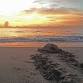 Turtle Hatchling Discovery Program